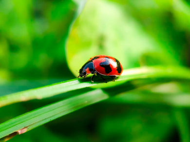 Macro Photography Basic Course - COMING SOON - Paramount Camera & Repair